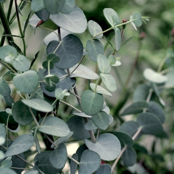 Eucalyptus gunnii 'Silver Drop' (099455)