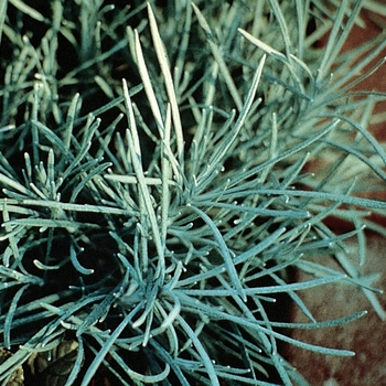 Helichrysum thianschanicum Proven Accents® 'Icicles' (099512)