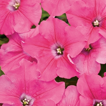 Petunia Supertunia® 'Giant Pink' (099710)
