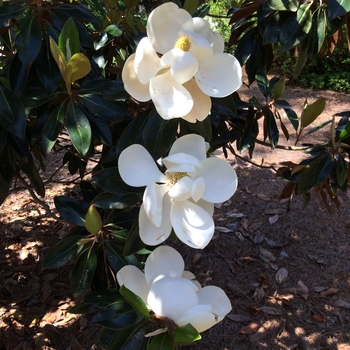 Magnolia grandiflora 'Little Gem' (100959)