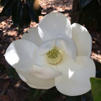 Magnolia grandiflora 'Little Gem' (100960)