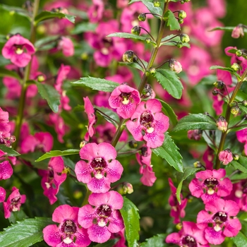Angelonia Angelface® 'Perfectly Pink' (101504)