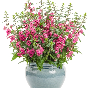 Angelonia Angelface® 'Perfectly Pink' (101505)