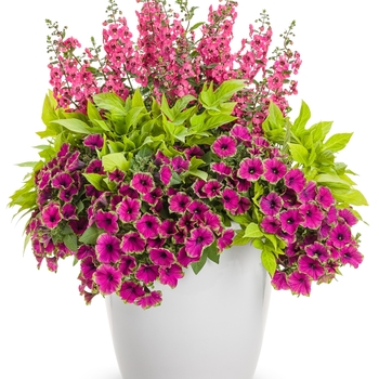 Angelonia Angelface® 'Perfectly Pink' (101506)