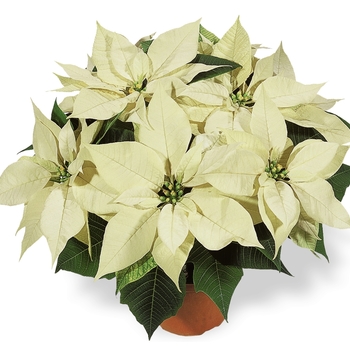 Euphorbia pulcherrima 'Elegance White' (101565)