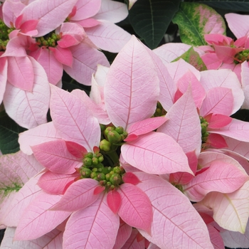 Euphorbia pulcherrima 'LUV U Soft Pink' (101699)