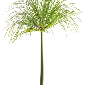 Cyperus papyrus Graceful Grasses® 'Prince Tut™' (101789)