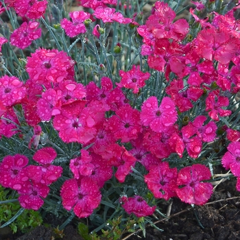 Dianthus 'Paint the Town Magenta' (101848)