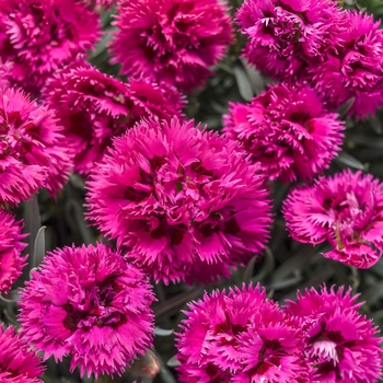 Dianthus Fruit Punch® 'Spiked Punch' (101852)