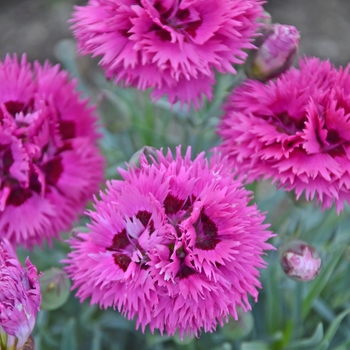 Dianthus Fruit Punch® 'Spiked Punch' (101854)