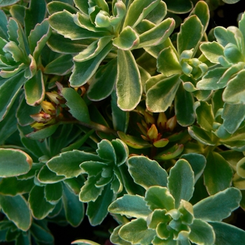 Sedum kamtschaticum f. variegatum '' (101909)