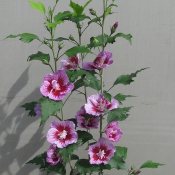 Hibiscus syriacus 'Purple Pillar®' (101954)