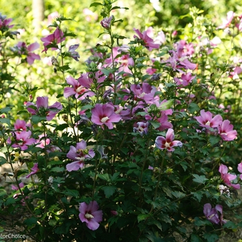 Hibiscus syriacus 'Purple Satin®' (101956)