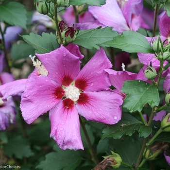 Hibiscus syriacus 'Purple Satin®' (101957)