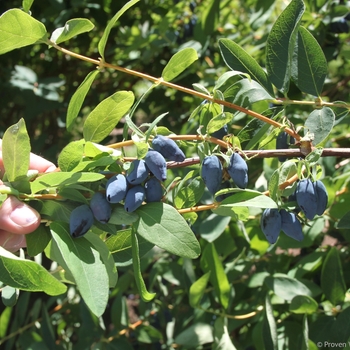 Lonicera caerulea Yezberry® 'Maxie™' (101970)