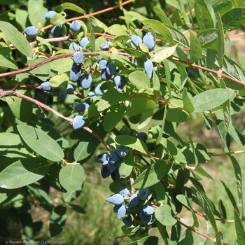 Lonicera caerulea Yezberry® 'Solo™' (101972)