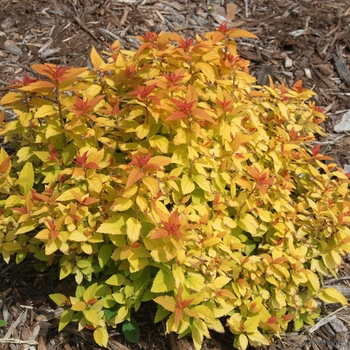Spiraea japonica Double Play® 'Candy Corn®' (101990)