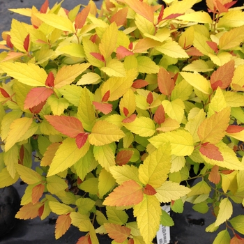 Spiraea japonica Double Play® 'Candy Corn®' (101993)