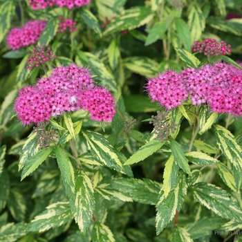 Spiraea japonica Double Play® 'Painted Lady®' (101994)