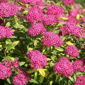 Spiraea japonica Double Play® 'Painted Lady®' (101995)