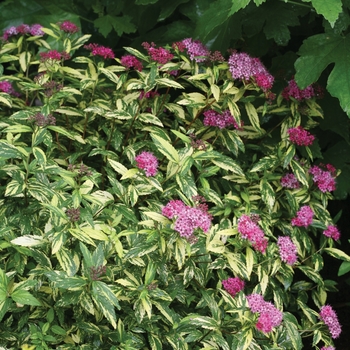 Spiraea japonica Double Play® 'Painted Lady®' (101997)