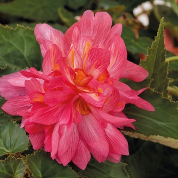 Begonia Funky® 'Pink' (103347)