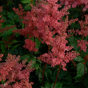 Astilbe japonica 'Montgomery' (104584)