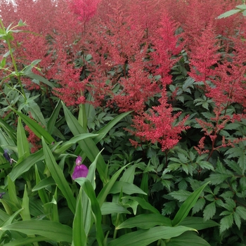 Astilbe japonica 'Montgomery' (104585)