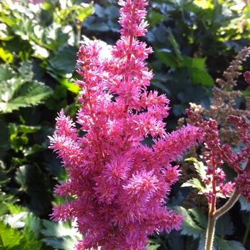 Astilbe chinensis 'Little Vision in Pink' (104587)
