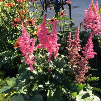Astilbe chinensis 'Little Vision in Pink' (104588)