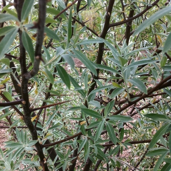 Elaeagnus angustifolia '' (104902)