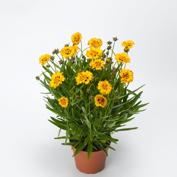 Coreopsis grandiflora Andiamo™ 'Yellow Red' (106978)