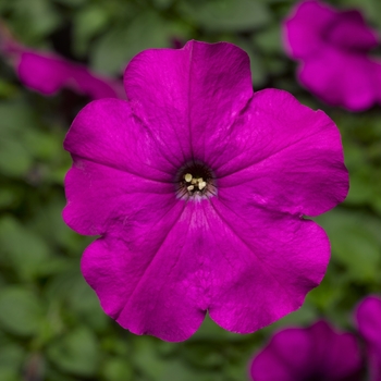 Petunia multiflora Damask™ 'Violet' (107192)