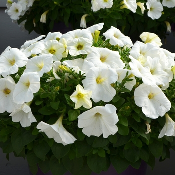 Petunia Capella™ 'White' (108159)