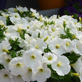 Petunia Capella™ 'White' (108160)