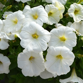 Petunia Capella™ 'White' (108161)