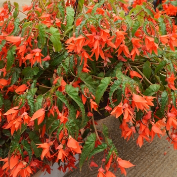 Begonia Summerwings® 'Orange' (109395)