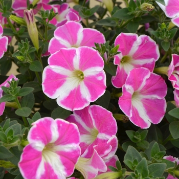 Petunia Color Works™ 'Pink Star' (109543)