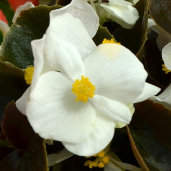 Begonia semperflorens Nightlife 'White' (109790)
