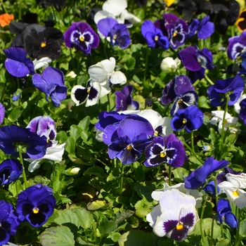 Viola x wittrockiana Inspire® 'Plus Blueberry Pie Mix' (110051)