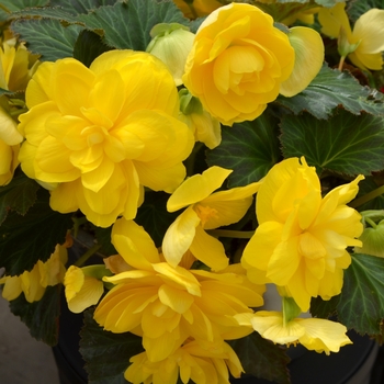 Begonia x tuberhybrida Nonstop® 'Yellow' (110095)