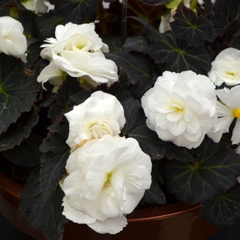 Begonia x tuberhybrida Nonstop® 'Mocca White' (110100)