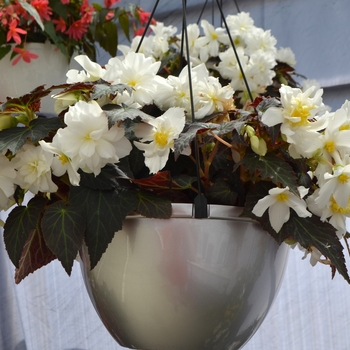 Begonia x tuberhybrida Nonstop® 'Joy Mocca White' (110104)