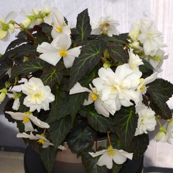 Begonia x tuberhybrida Nonstop® 'Joy Mocca White' (110105)