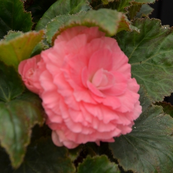 Begonia x tuberhybrida Nonstop® 'Pink' (110151)