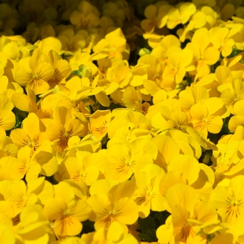Viola cornuta Admire® 'Yellow' (110224)