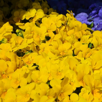 Viola cornuta Admire® 'Yellow' (110225)
