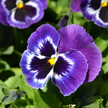 Viola x wittrockiana Inspire® 'Plus Violet Face' (110263)