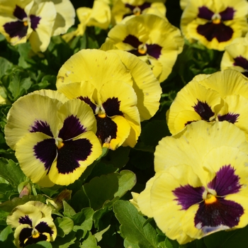 Viola x wittrockiana Inspire® 'Plus Lemon Blotch' (110287)