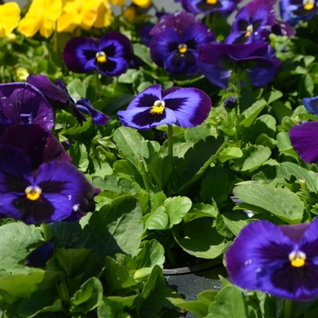 Viola x wittrockiana Inspire® 'Plus Blue Velvet' (110290)